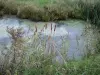 Marais breton vendéen - Roseaux et herbe au bord de l'eau