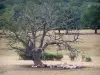 Paesaggi della Borgogna del Sud - Gregge di pecore ai piedi di un albero