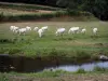 Paesaggi della Borgogna del Sud - Mandria di vacche Charolais in un prato accanto a un fiume