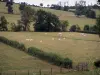 Paesaggi della Borgogna del Sud - Pascoli con mandrie di mucche Charolaise