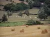 Paesaggi della Borgogna del Sud - Covoni di fieno in un campo e la mandria di vacche Charolais in un pascolo con alberi