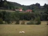 Paesaggi della Borgogna del Sud - Charolais mucca e il suo vitello in un pascolo, alberi e case