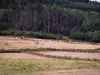 Paesaggi della Borgogna del Sud - Mandria di mucche in un pascolo e bosco