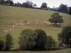 Paesaggi della Borgogna del Sud - Mandria di vacche Charolais in un pascolo e alberi
