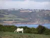 Paesaggi della Normandia - Caps strada, nella penisola del Cotentin: Norman vacca in un prato, brughiere e le case a picco sul mare (Manica)