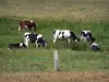Paesaggi della Normandia - Normandia mucche in un prato