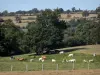 Paesaggi della Normandia - Mucche in un prato, alberi e pascoli