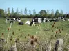 Paesaggi della Normandia - Parco Regionale del Cotentin: fiori in primo piano, Normandia mucche in un prato e alberi