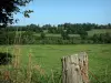 Paesaggi della Normandia - Orecchie e la chiusura del prato, i campi e gli alberi in primo piano