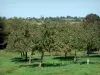 Paesaggi della Normandia - Apple (alberi da frutto) in un prato
