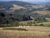 Paisajes de Borgoña del Sur - Rebaño de vacas Charolais en un prado, árboles, pastos, casas y bosques