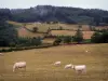 Paisajes de Borgoña del Sur - Vacas Charolais en los pastos, árboles, agrícolas y forestales con vistas a la totalidad