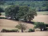 Paisajes de Borgoña del Sur - Los campos, los árboles y los bosques
