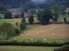 Paisajes de Borgoña del Sur - Rebaño de vacas Charolais en un prado, granja, bosque y los árboles en el fondo
