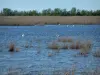 Parque Natural Regional de Camarga - Marsh juncos (cañas) con las aves