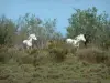 Parque Natural Regional de Camarga - Samphire la salud y los árboles con caballos de la Camarga blancas