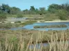 Parque Natural Regional de Camarga - Extensión plana de carrizos y pantanos hinojo Heath con un toro