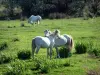 Parque Natural Regional de Camarga - Terreno llano cubierto de vegetación Camargue caballos blancos
