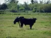 Parque Natural Regional de Camarga - Samphire páramo con el pastoreo negro Camargue toros
