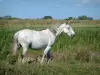 Parque Natural Regional de Camarga - Extensión plana cubierta por vegetación con una Camarga caballo blanco