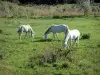 Parque Natural Regional de Camarga - Pre pastoreo Camargue caballos blancos