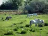 Parque Natural Regional de Camarga - Terreno llano cubierto de vegetación, con pastoreo caballos blancos de Camargue