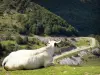 Paysages de l'Ariège - Vache couchée dans un pré et observant une route de montagne ; dans le Parc Naturel Régional des Pyrénées Ariégeoises