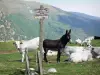 Paysages de l'Ariège - Panneau de randonnée indiquant la direction du col de Rose et du pic de Girantes, âne et vaches dans un pâturage, et montagnes du Haut Couserans en arrière-plan ; dans le Parc Naturel Régional des Pyrénées Ariégeoises