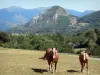 Paysages de l'Ariège - Deux chevaux dans un pré, arbres et montagnes pyrénéennes en arrière-plan