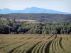 Paysages de l'Ariège - Champs, arbres et collines