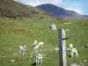Paysages de l'Ariège - Vaches en estive (pâturage de montagne) ; dans le Parc Naturel Régional des Pyrénées Ariégeoises