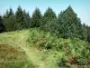 Paysages de l'Ariège - Sommet de Portel : sentier, arbres et fougères ; dans le Parc Naturel Régional des Pyrénées Ariégeoises