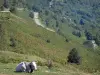 Paysages de l'Ariège - Vache couchée dans un pré et route de montagne ; dans le Parc Naturel Régional des Pyrénées Ariégeoises