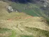 Paysages de l'Ariège - Vue sur un troupeau de vaches en estive (pâturage de montagne) depuis le col de la Core ; dans le Parc Naturel Régional des Pyrénées Ariégeoises