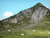 Paysages de l'Ariège - Montagne pyrénéenne et vaches en estive ; dans le Parc Naturel Régional des Pyrénées Ariégeoises