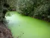 Poitou Sumpf - Feuchter Sumpf: Kleiner Kanal der Venise Verte gesäumt von Bäumen, in Maillezais