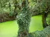 Poitou Sumpf - Feuchter Sumpf: Kleiner Kanal der Venise Verte umsäumt von Bäumen, in Maillezais