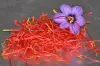 Quercysaffron - Gastronomy, holidays & weekends guide in the Lot