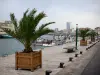 Les Sables-d'Olonne - Quai agrémenté de palmiers, port de pêche avec ses bateaux de pêcheurs, maisons et immeubles