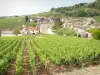 Santenay - Weinberge der Côte de Beaune: Häuser von Santenay-le-Haut umgeben von Weinbergen