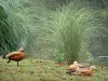 Tarbes - Garten Massey (englischer Park): Enten am Wasserrand