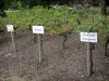 Tarbes - Garten Massey (englischer Garten): Rebstöcke (Weinstöcke) des Madiran Weinanbaus