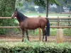 Tarbes - Nationalgestüt von Tarbes: Pferd
