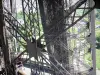 Torre Eiffel - Struttura in acciaio
