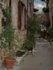 Tourrettes-sur-Loup - Casa in pietra con piante con due gatti