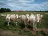 Vaca Charolaise