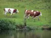 Vaca Montbéliarde