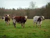 Vaca normanda