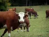Vacas alpinas