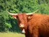 Vache Salers - Vache munie d'une cloche